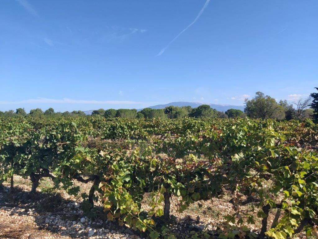 Gite Dans Les Pins Avec Piscine Villa Mazan Luaran gambar