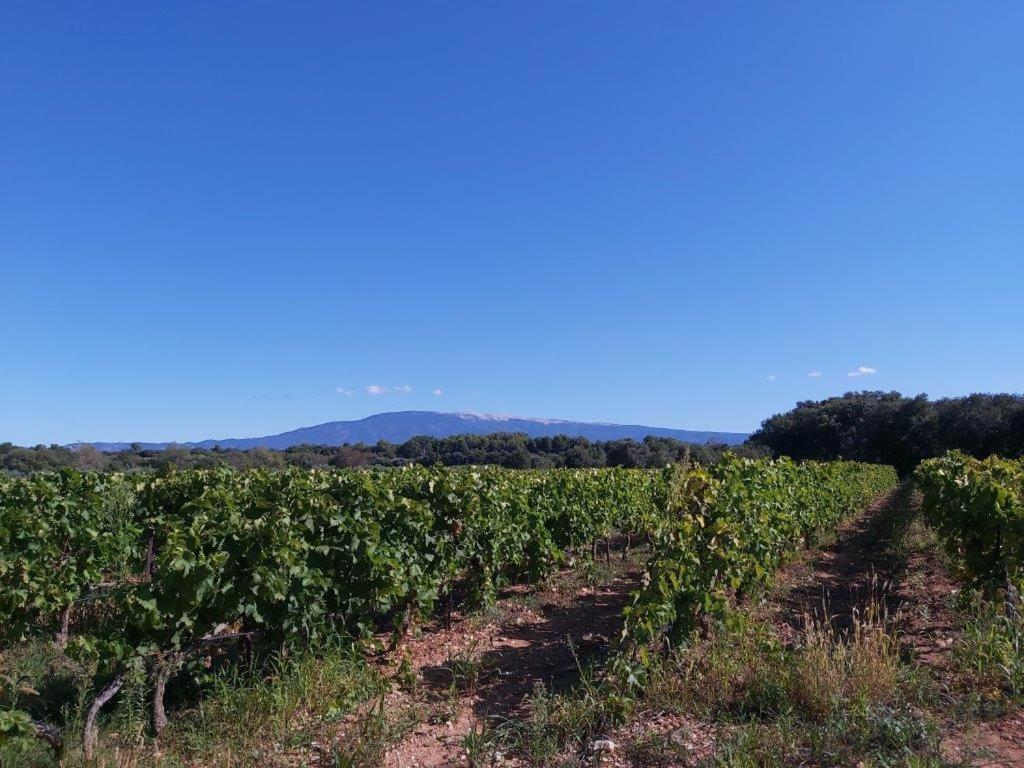 Gite Dans Les Pins Avec Piscine Villa Mazan Luaran gambar